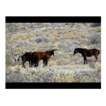 Highway 89 Horses On The Hill Postcard