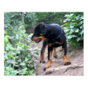 Hiking Puppy Rottweiler Dog posters by beverlytazangel Hiking Puppy Rottweiler Dog posters