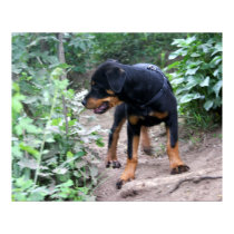 Hiking Puppy Rottweiler Dog posters