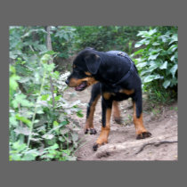 Hiking Puppy Rottweiler Dog posters