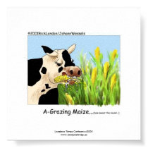 Hilarious Cow Framed Print "A-Grazin' Maize"
