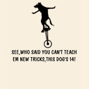 Hilarious Dog value