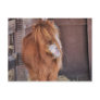 Hilarious Horsey Postcard