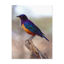 Hildebrandt's Starling Lamprotornis Hildebrandti Post Cards