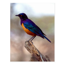 Hildebrandt's Starling Lamprotornis Hildebrandti Post Cards