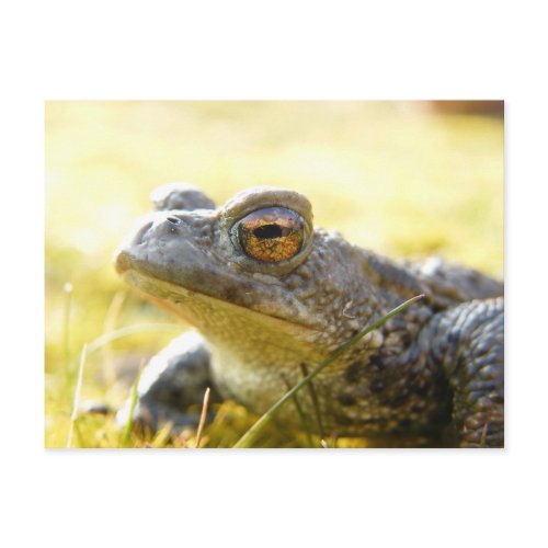 Hill End Toad postcard