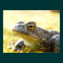 Hill End Toad posters