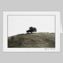 Hill Top Tree cards
