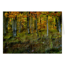 Hillside Birch Cards
