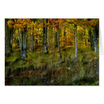Hillside Birch