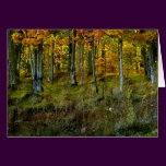 Hillside Birch
