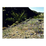 Hillside - Joshua Tree National Monument Post Card