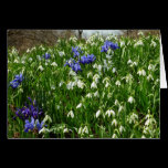 Hillside of Early Spring Flowers Blank Card
