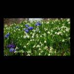 Hillside of Early Spring Flowers Poster Print