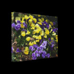 Hillside of Pansies Canvas Print