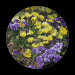 Hillside of Pansies Magnet