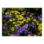 Hillside of Purple and Yellow Pansies Card