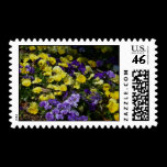 Hillside of Purple and Yellow Pansies Postage