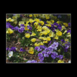 Hillside of Purple and Yellow Pansies Postcard