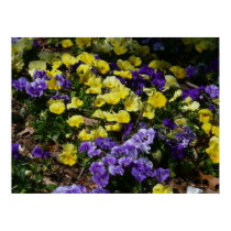 Hillside of Purple and Yellow Pansies Print