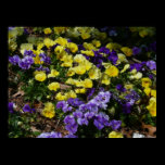 Hillside of Purple and Yellow Pansies Print