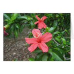Hilo Hawaii Tropical Flower Greeting Cards