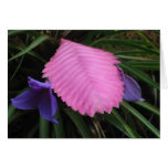 Hilo Hawaii Tropical Flowers - You can customize Cards