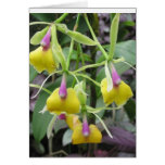 Hilo Hawaii Tropical Flowers - You can customize Cards