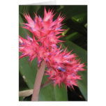 Hilo Hawaii Tropical Flowers - You can customize Greeting Card
