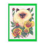 Himalayan and Roses ©1993