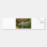 himalayan blue poppy bumper sticker