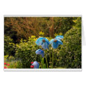 himalayan blue poppy cards