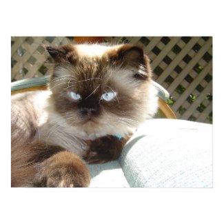 Himalayan Cat print