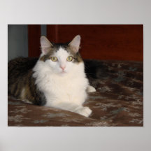 Himalayan Cat Princess Poster