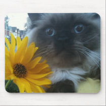 Himalayan Kitten with yellow flower mousepads