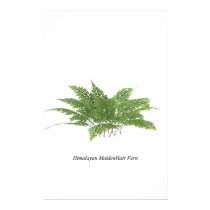 Himalayan Maidenhair fern posters