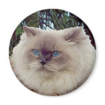 Himalayan Persian Cat Fridge Magnets