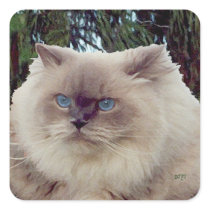 Himalayan Persian Cat Stickers