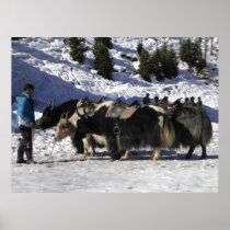 Himalayan snow yak poster