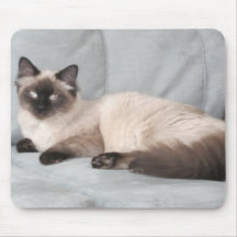 Himalyan Kitten Mousepads