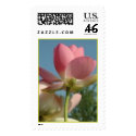 Hindu (N. Nucifera Speciosa) postage by buumontemple Hindu (N. Nucifera Speciosa) postage
