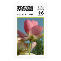 Hindu (N. Nucifera Speciosa) postage by buumontemple Hindu (N. Nucifera Speciosa) postage