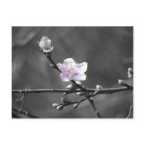 Hint of Pink Cherry Blossom Postcard