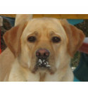 Hinthorn Pets t-shirts by tkhinthorn Hinthorn Pets t-shirts