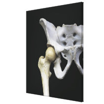 Hip Articulation to the Pelvis Stretched Canvas Prints