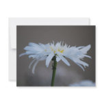 Hippie daisy and meaning personalized announcements
