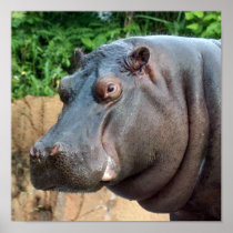 hippo10x10 print