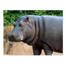 Hippo4x6 postcards