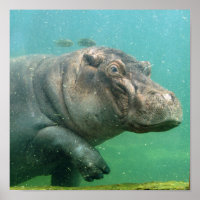 hippo-2 posters