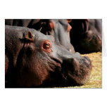 Hippo attitude customizable card